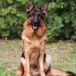 Personal Protection Dog German Shepherd for sale- REX