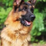 Personal Protection Dog German Shepherd for sale- REX