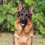 Personal Protection Dog German Shepherd for sale- REX