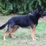 Personal Protection Dog German Shepherd for sale- WULK