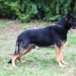 Personal Protection Dog German Shepherd for sale- WULK