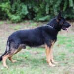 Personal Protection Dog German Shepherd for sale- WULK