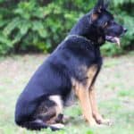 Personal Protection Dog German Shepherd for sale- WULK