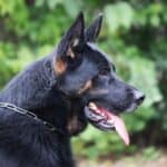 Personal Protection Dog German Shepherd for sale- WULK