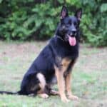 Personal Protection Dog German Shepherd for sale- WULK