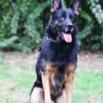 Personal Protection Dog German Shepherd for sale- WULK