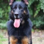 Personal Protection Dog German Shepherd for sale- WULK