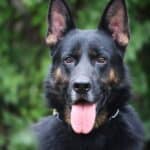 Personal Protection Dog German Shepherd for sale- WULK