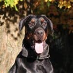 Protection Dog- Doberman- ORI