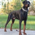 Protection Dog-Fully Trained Doberman- ORI