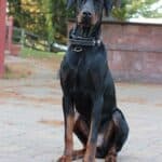 Protection Dog-Fully Trained Doberman- ORI