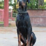 Protection Dog-Fully Trained Doberman- ORI