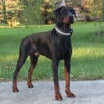 Protection Dog-Fully Trained Doberman- ORI