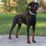 Protection Dog-Fully Trained Doberman- ORI