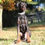 Protection Dog-Fully Trained Doberman- ORI