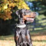 Protection Dog-Fully Trained Doberman- ORI