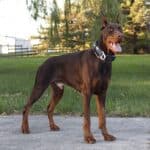 Personal Protection dog Doberman-ODYSSEY