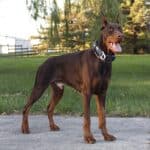 Personal Protection dog Doberman-ODYSSEY