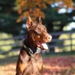 Personal Protection dog Doberman-ODYSSEY