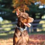 Personal Protection dog Doberman-ODYSSEY