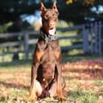 Personal Protection dog Doberman-ODYSSEY