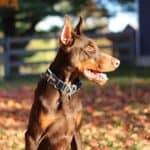 Personal Protection dog Doberman-ODYSSEY