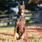 Personal Protection dog Doberman-ODYSSEY