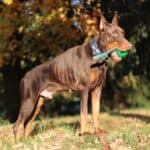 Personal Protection dog Doberman-ODYSSEY