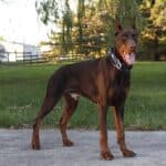 Personal Protection dog Doberman-ODYSSEY