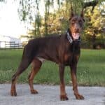 Personal Protection dog Doberman-ODYSSEY