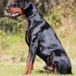 Executive Family and Personal Protection dog Doberman-OPTIMUS