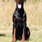 Executive Family and Personal Protection dog Doberman-OPTIMUS