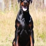 Executive Family and Personal Protection dog Doberman-OPTIMUS