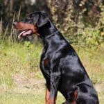 Executive Family and Personal Protection dog Doberman-OPTIMUS