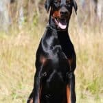 Executive Family and Personal Protection dog Doberman-OPTIMUS