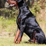 Executive Family and Personal Protection dog Doberman-OPTIMUS