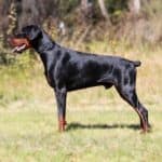 Executive Family and Personal Protection dog Doberman-OPTIMUS