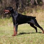 Executive Family and Personal Protection dog Doberman-OPTIMUS