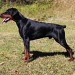 Executive Family and Personal Protection dog Doberman-OPTIMUS