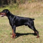 Executive Family and Personal Protection dog Doberman-OPTIMUS