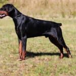 Executive Family and Personal Protection dog Doberman-OPTIMUS