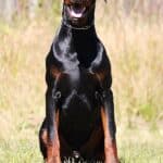 Executive Family and Personal Protection dog Doberman-OPTIMUS