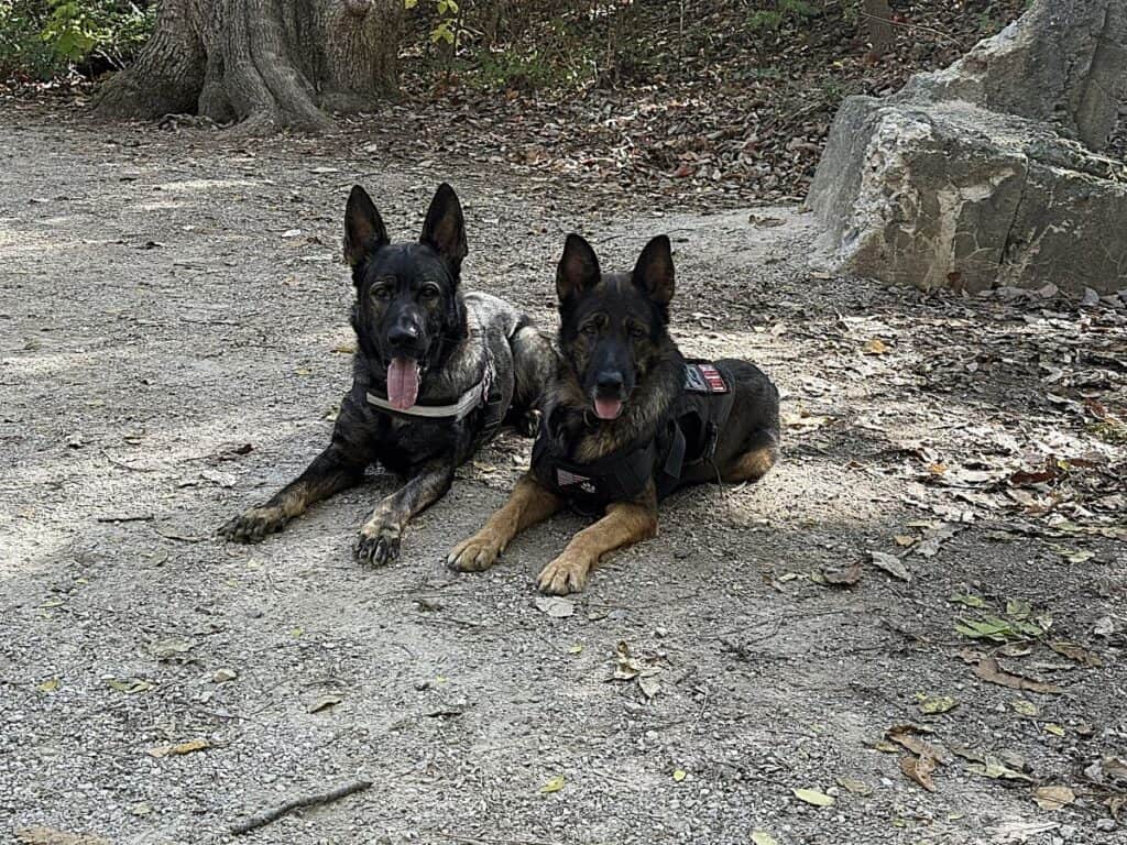 Protection Dogs waiting for the next command