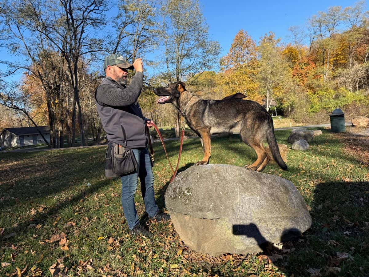 Protection Dog in training, using the big rock as a natural obstacle