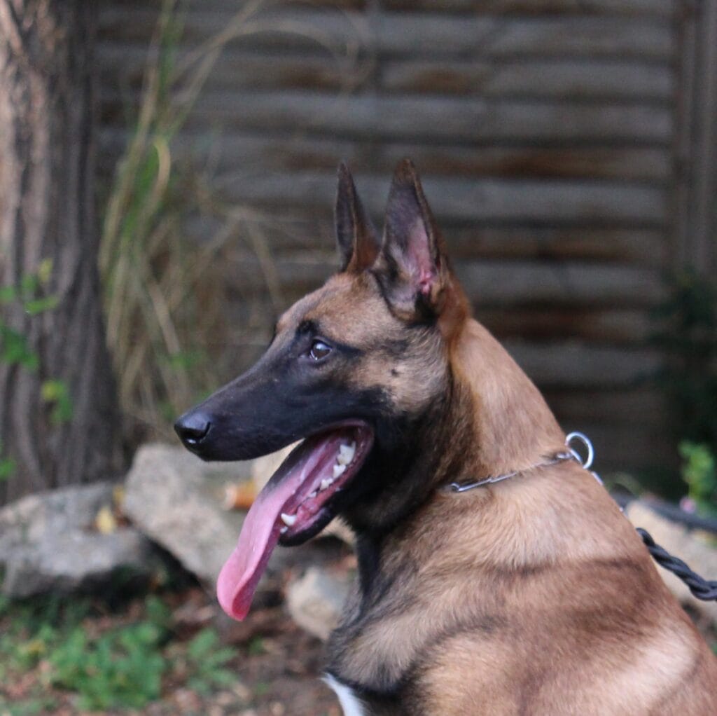 Family and Personal Protection Dog-Belgian Malinois-SCOTT