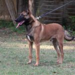 Family and Personal Protection Dog- Malinois- SCOTT