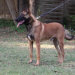 Family and Personal Protection Dog- Malinois- SCOTT