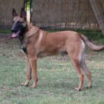 Family and Personal Protection Dog- Malinois- SCOTT