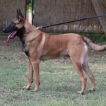 Family and Personal Protection Dog- Malinois- SCOTT