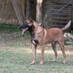 Family and Personal Protection Dog- Malinois- SCOTT